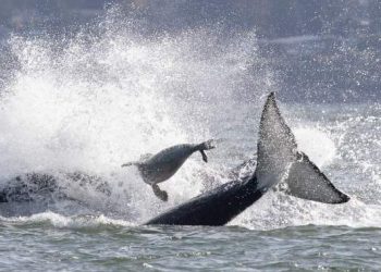 Seal escapes hunting orcas by jumping onto photographer’s boat in dramatic video – National