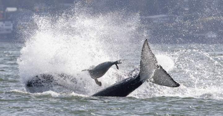 Seal escapes hunting orcas by jumping onto photographer’s boat in dramatic video – National