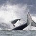 Seal escapes hunting orcas by jumping onto photographer’s boat in dramatic video – National