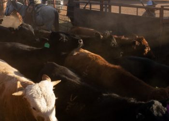 If you think beef is expensive now, just wait until next year when prices could soar nearly 60%