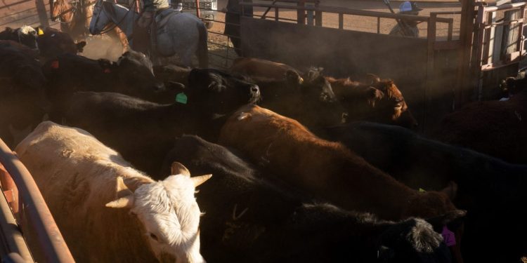 If you think beef is expensive now, just wait until next year when prices could soar nearly 60%