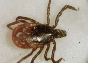 U.S. man’s death 1st-ever from red meat allergy caused by tick bite: report – National