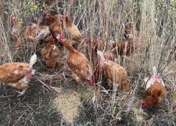 Latest case of animal abandonment in North Okanagan has advocates issuing a plea – Okanagan