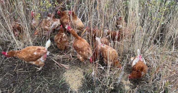 Latest case of animal abandonment in North Okanagan has advocates issuing a plea – Okanagan