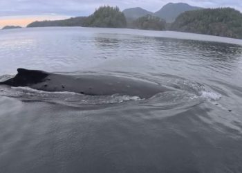B.C. couple captures ‘crazy’ encounter with humpback whale, right off their dock