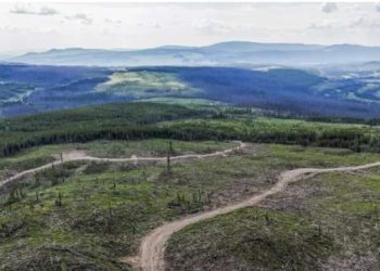 U.K company accused of burning B.C. old growth trees