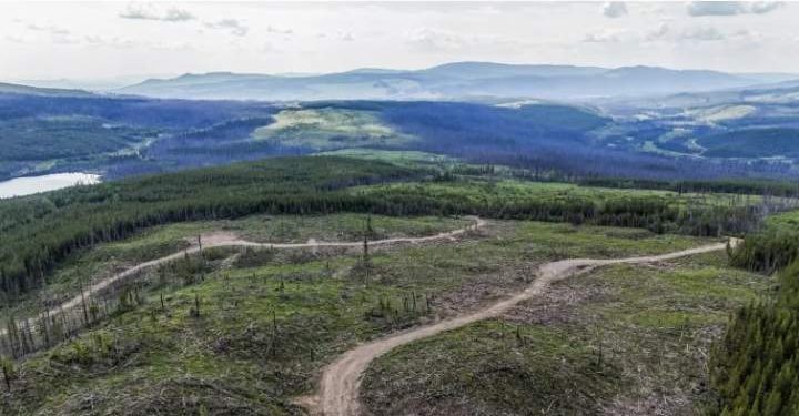 U.K company accused of burning B.C. old growth trees