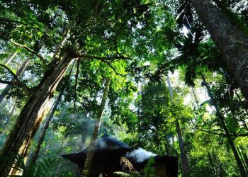 Paper and wood: Forest products show signs of recovery, UN agency says