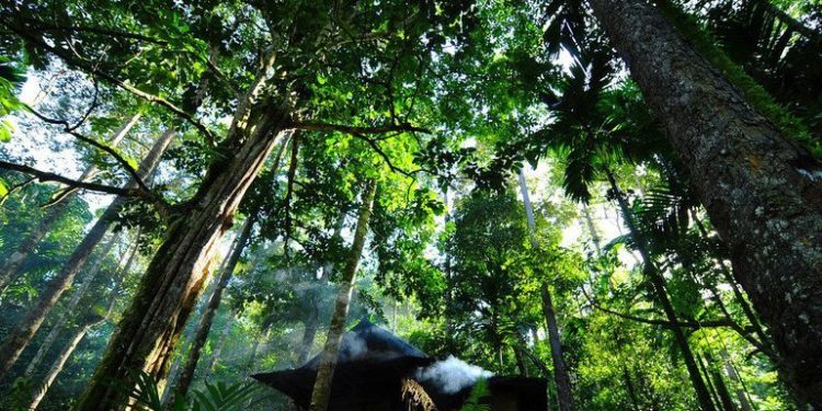 Paper and wood: Forest products show signs of recovery, UN agency says