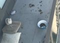 Cat seen locked out on Burnaby balcony ‘for months’ now in care, BC SPCA says – BC