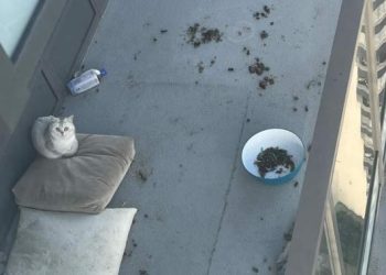 Cat seen locked out on Burnaby balcony ‘for months’ now in care, BC SPCA says – BC