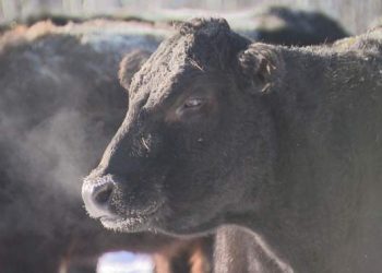 Manitoba ranchers taking precautions with livestock during extreme cold – Winnipeg