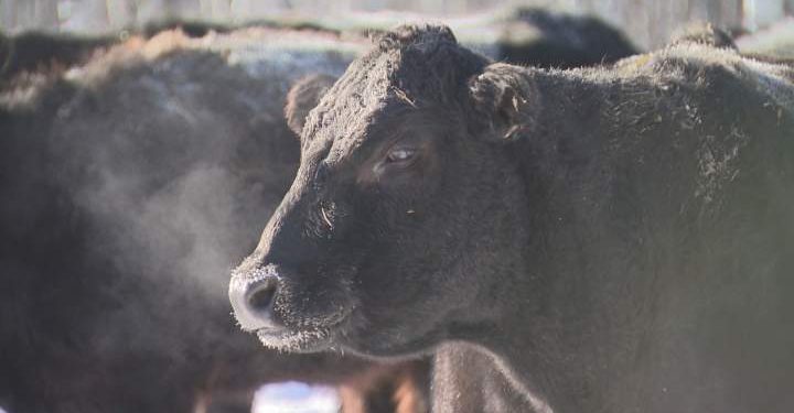 Manitoba ranchers taking precautions with livestock during extreme cold – Winnipeg