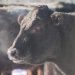 Manitoba ranchers taking precautions with livestock during extreme cold – Winnipeg