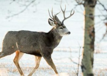 Special, rare deer hunt being held in Cranbrook to reduce chronic wasting disease