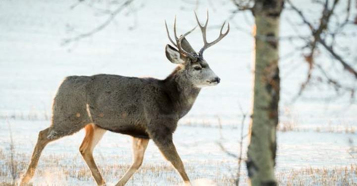 Special, rare deer hunt being held in Cranbrook to reduce chronic wasting disease