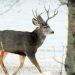 Special, rare deer hunt being held in Cranbrook to reduce chronic wasting disease