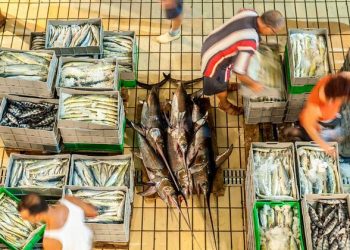 Fresh report warns fish fraud extends to one fifth of global catch