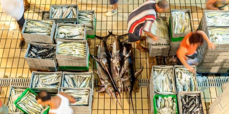 Fresh report warns fish fraud extends to one fifth of global catch